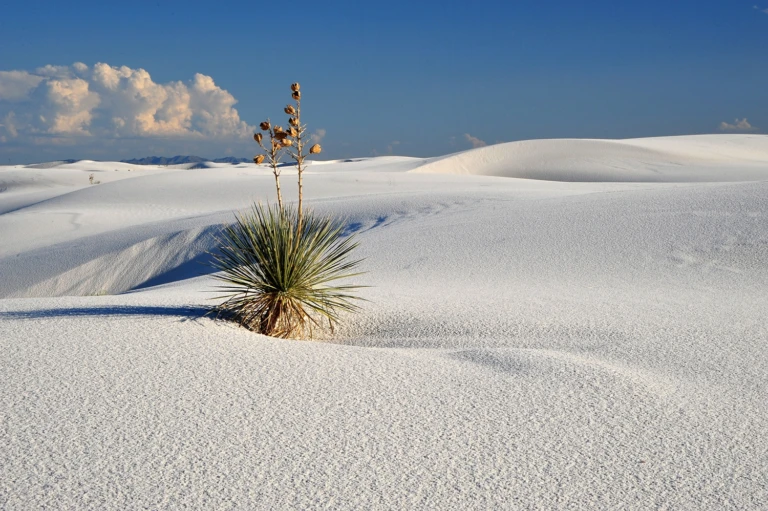 New Mexico