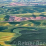 The Palouse in spring IV