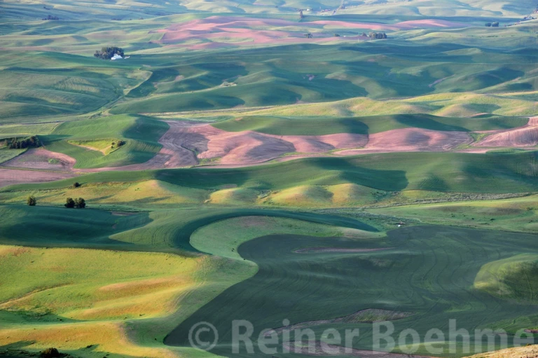 The Palouse in spring IV