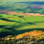 The Palouse in spring I