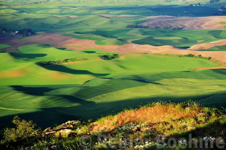 The Palouse in spring I