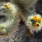 Flowering cholla