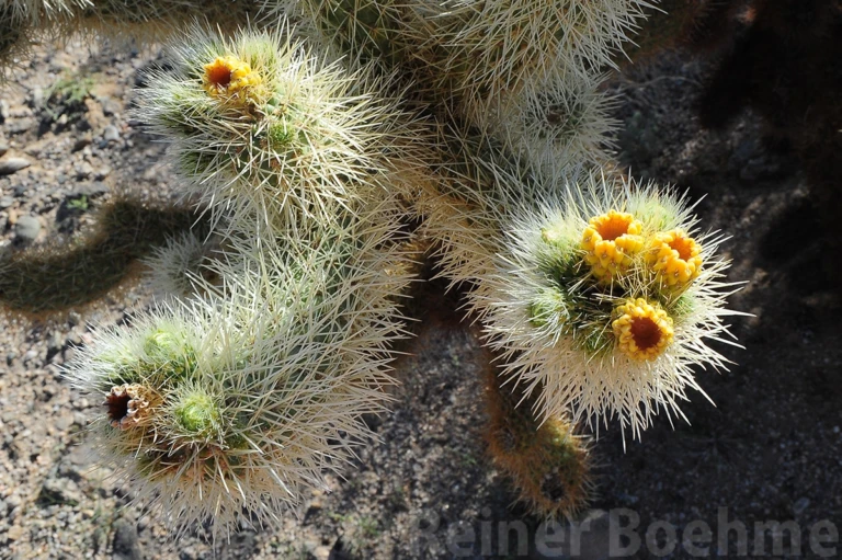 Flowering cholla