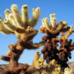 Cholla