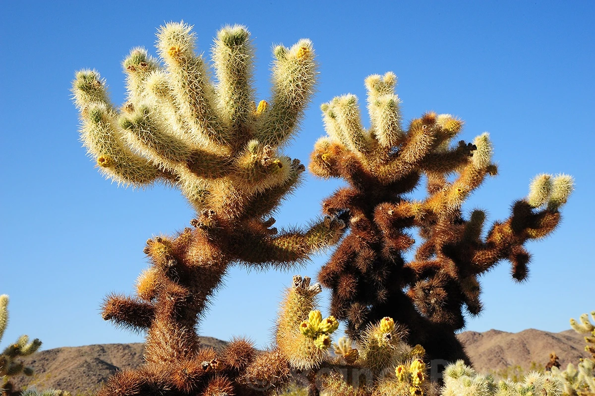 Cholla, Yoshua Tree NP – photo by Reiner Boehme