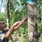 Cutting a rubber tree for “milk”