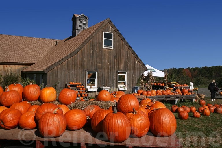 Pumpkins