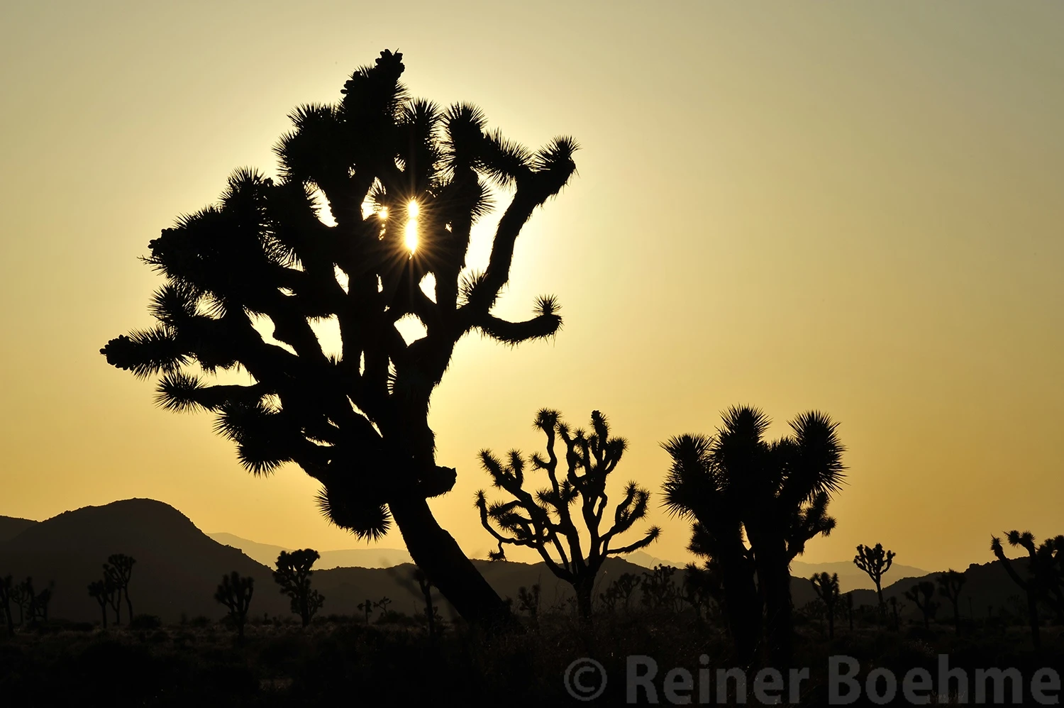 Yoshua trees, Yoshua Tree NP – photo by Reiner Boehme