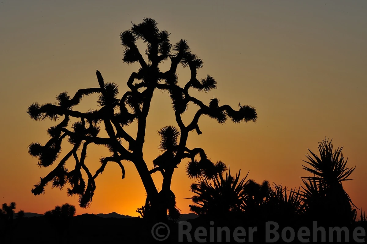 Yoshua tree, Yoshua Tree NP – photo by Reiner Boehme