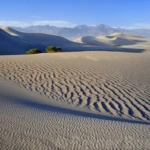 Mesquite dunes