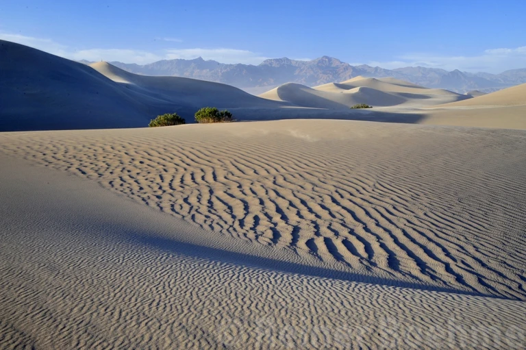 Mesquite dunes