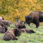 Bisons at a farm