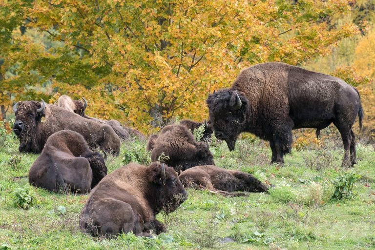 Bisons at a farm