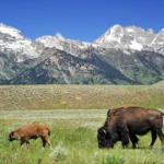 Bisons