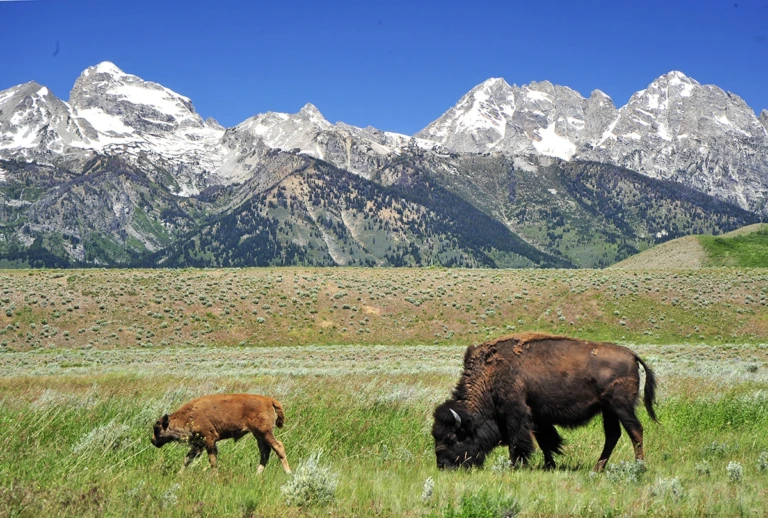 Bisons