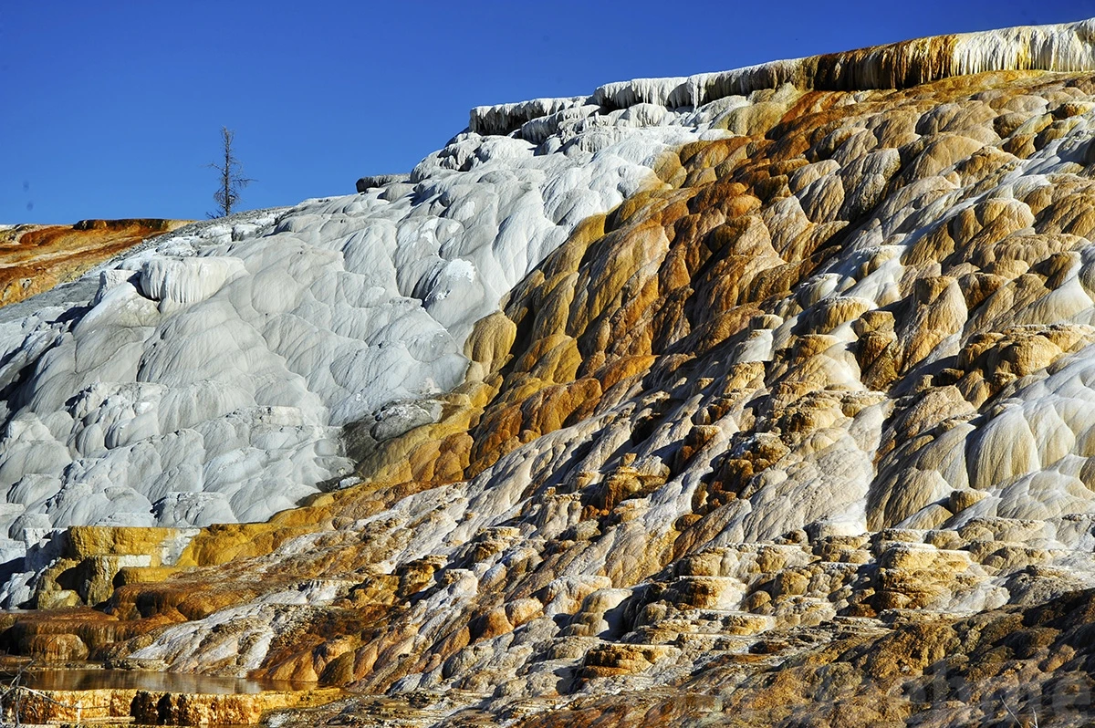 Mammoth hot springs, Yellowstone NP – photo by Reiner Boehme