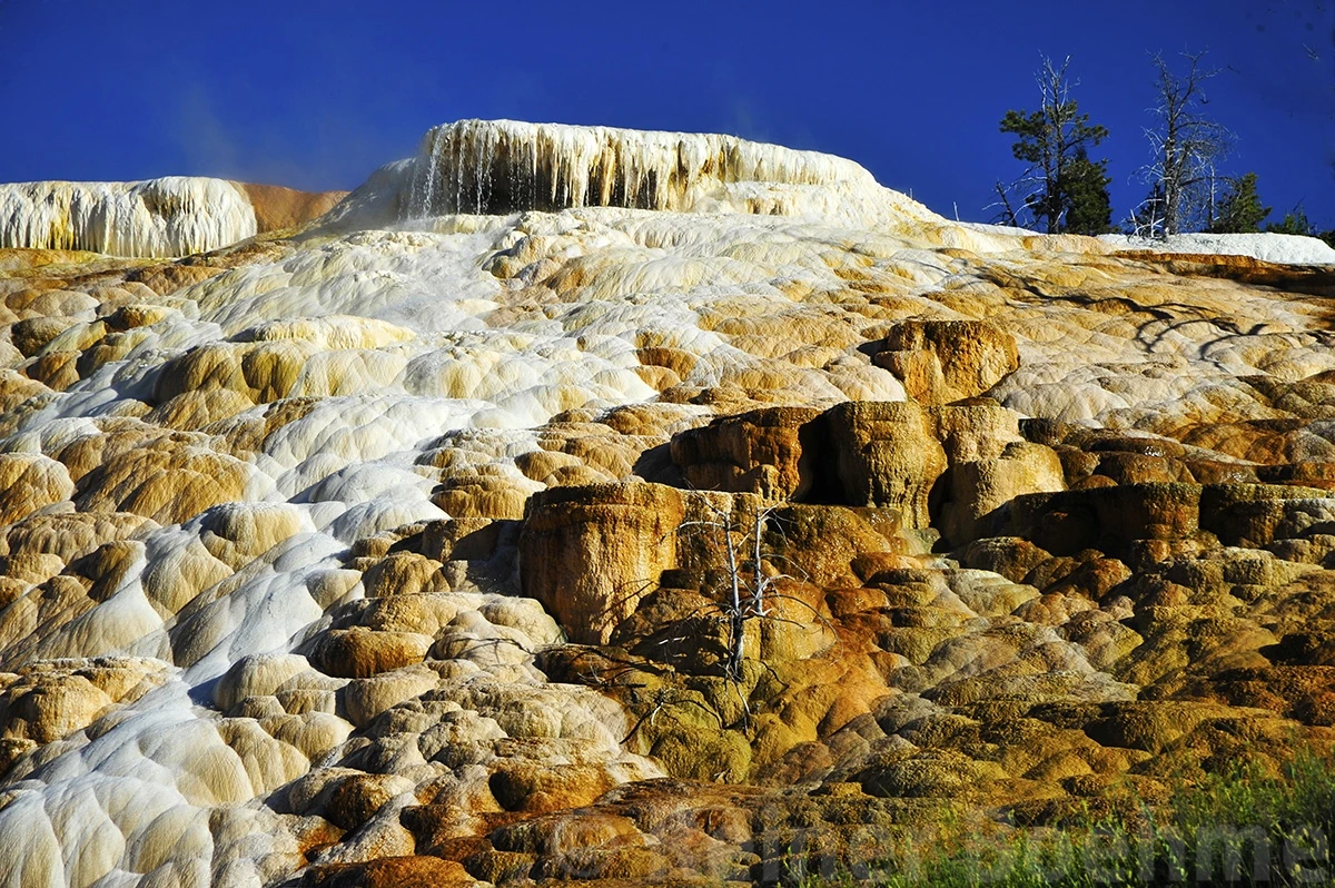 Mammoth hot springs, Yellowstone NP – photo by Reiner Boehme
