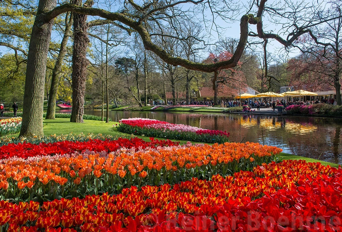 Tulips, Keukenhof – photo by Reiner Boehme
