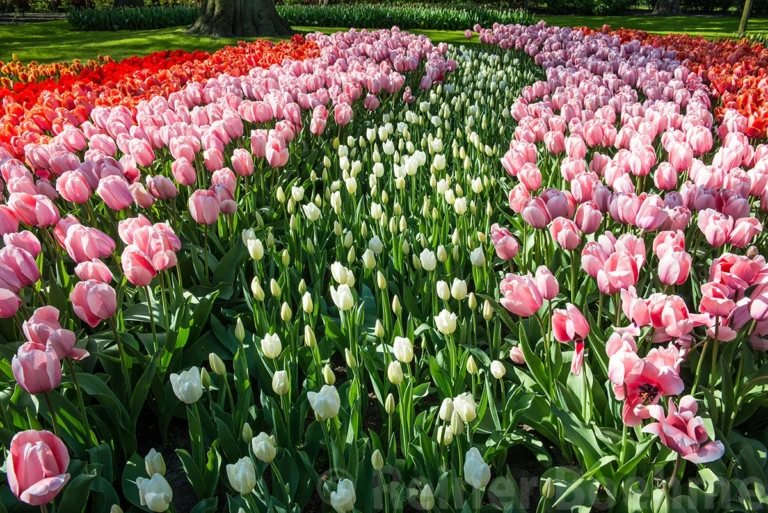 Tulips