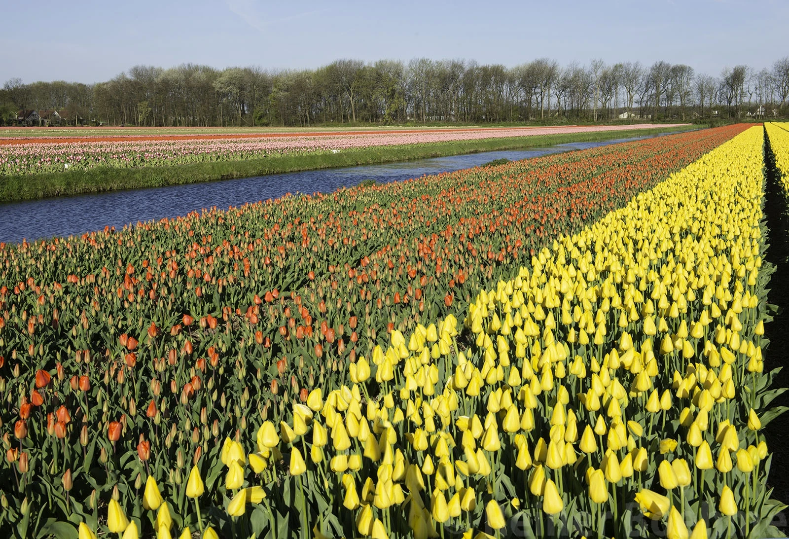 Tulips, Various in the Netherlands – photo by Reiner Boehme