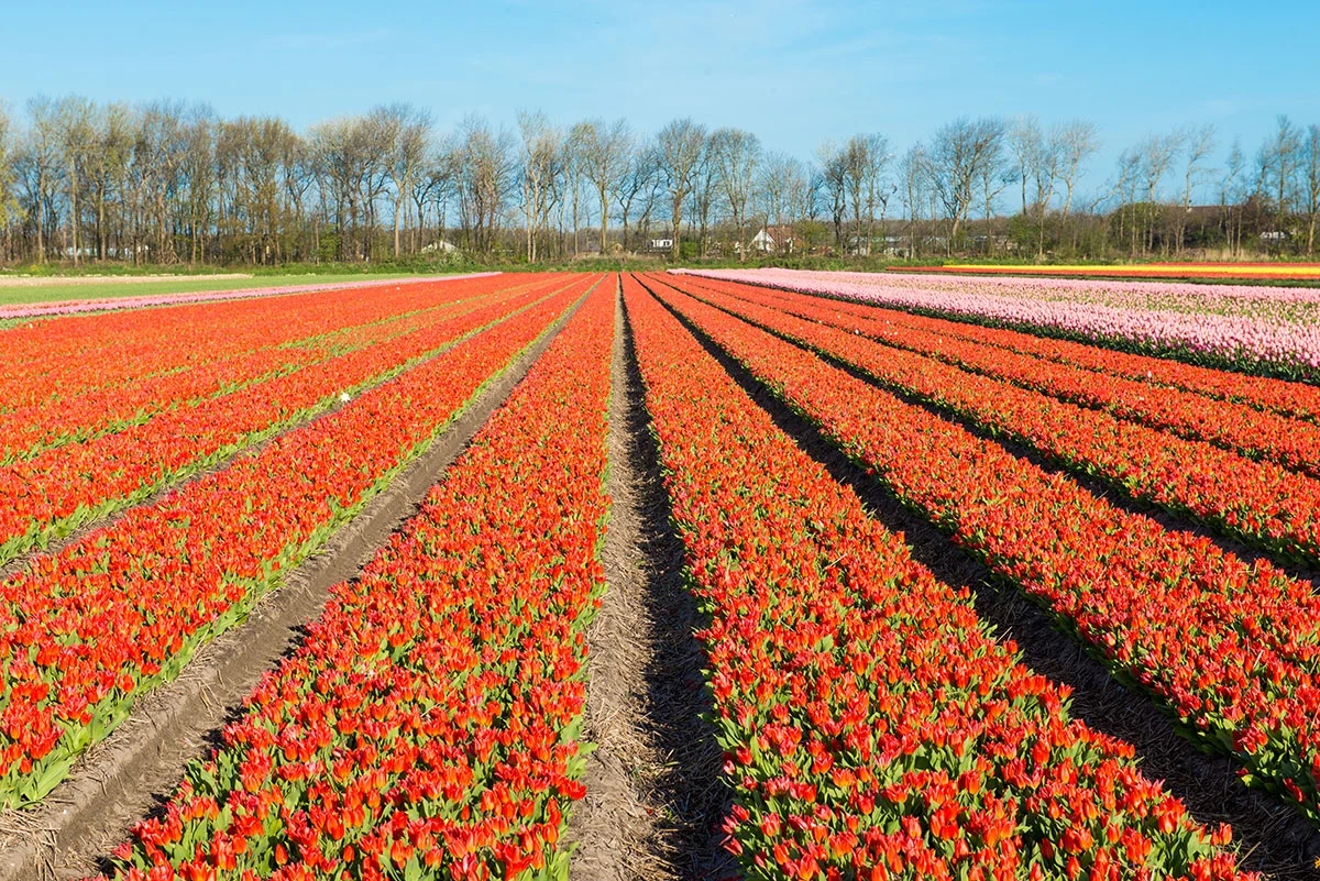 Tulips, Various in the Netherlands – photo by Reiner Boehme