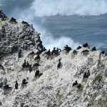 Nearby Yaquina head