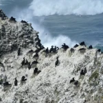 Nearby Yaquina head