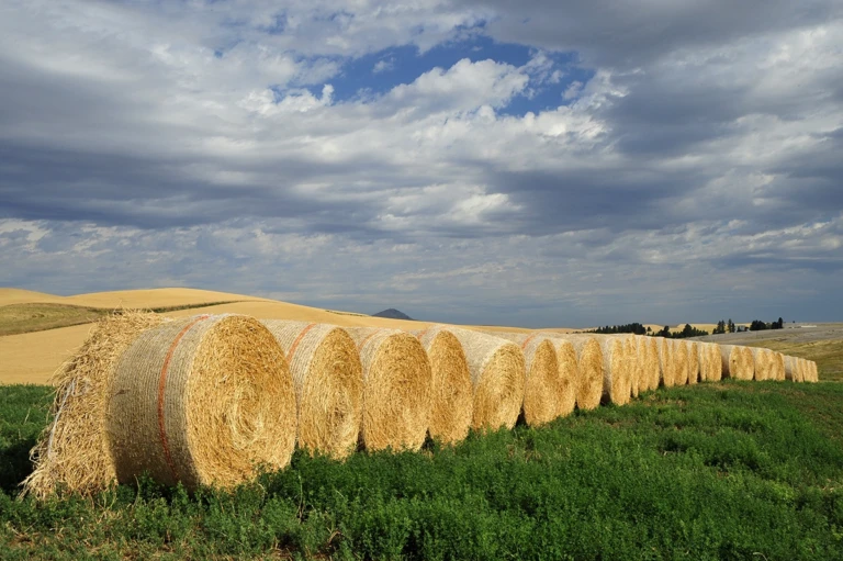 Harvest time