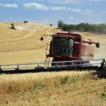 Harvest time