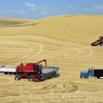 Harvest time