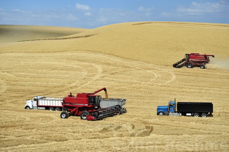 Harvest time