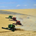 Harvest time