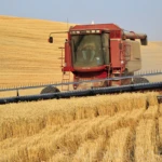 Harvest time
