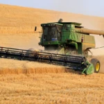 Harvest time