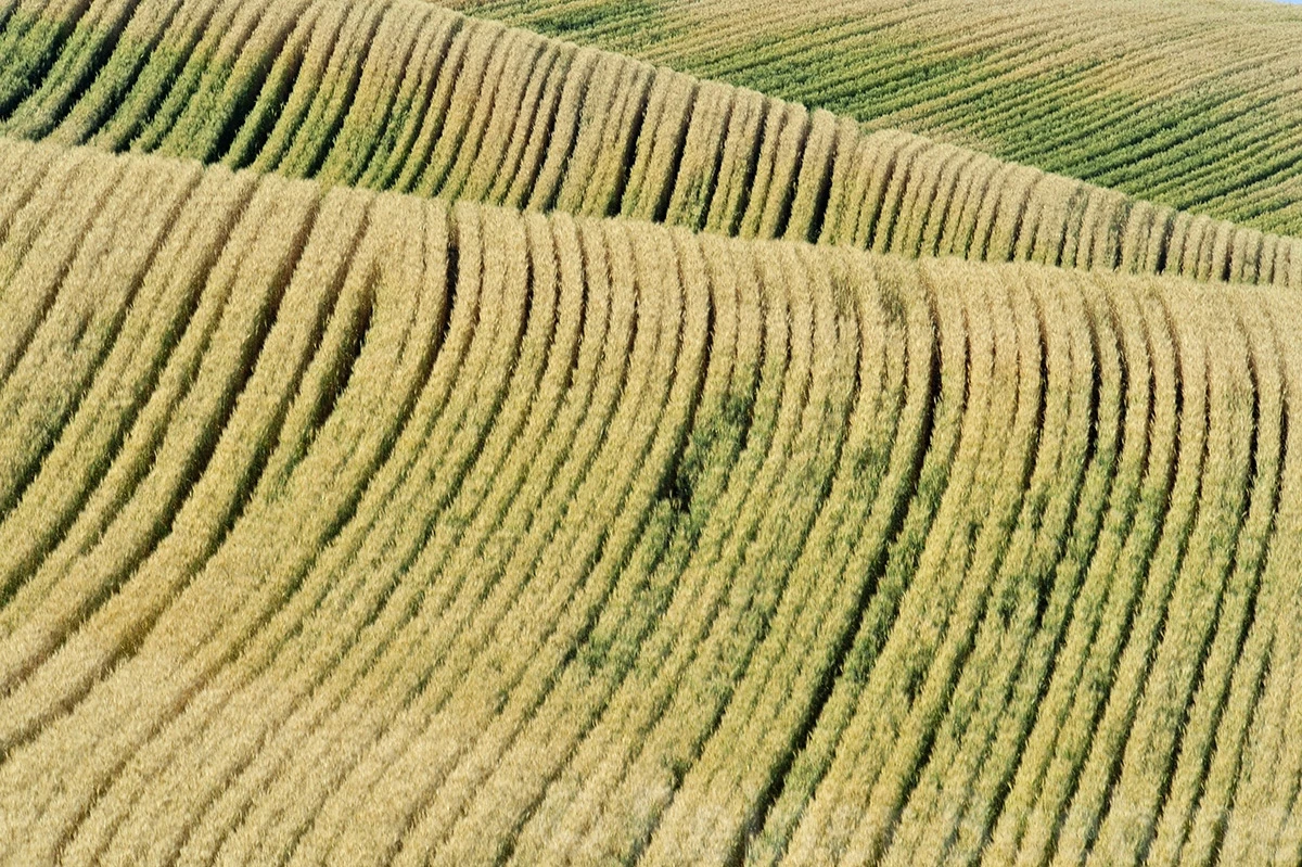 Waves, The Palouse – photo by Reiner Boehme