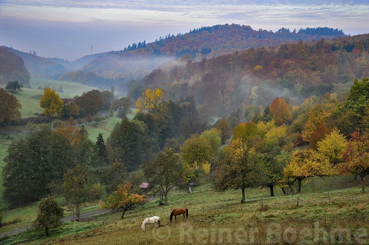 At home, Odenwald – photo by Reiner Boehme