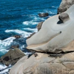 Whale