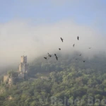 Migrating birds above Sooneck castle