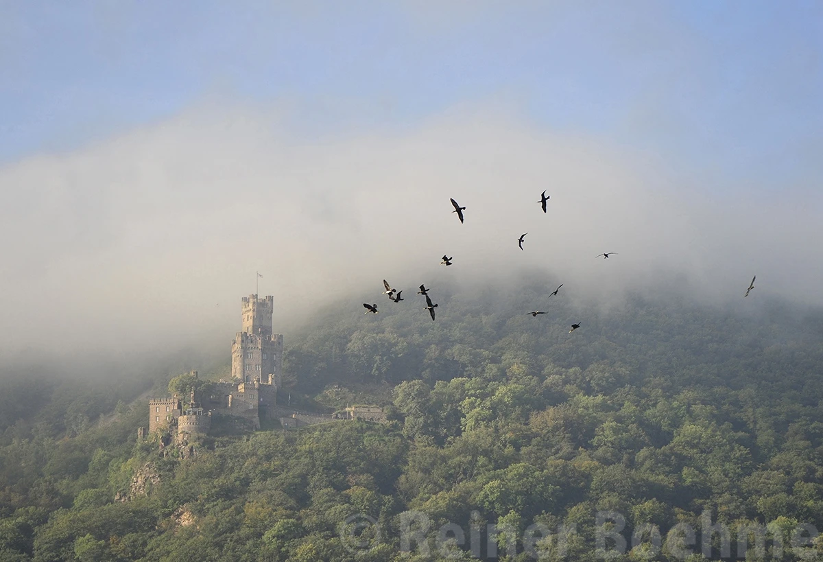Migrating birds above Sooneck castle, River Rhein – photo by Reiner Boehme