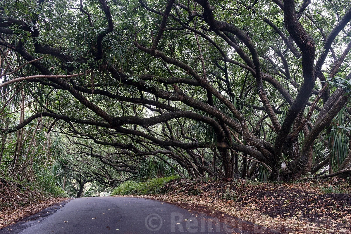 Tunnel street, Hawaii – photo by Reiner Boehme