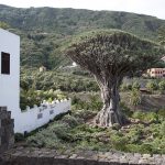 Dragon tree