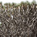 Dragon tree