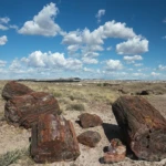 Broken tree trunks