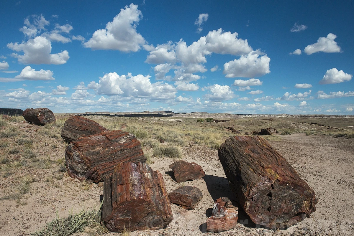 Broken tree trunks, Petrified Forest N.P. – photo by Reiner Boehme