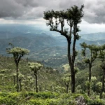 Tea plantation