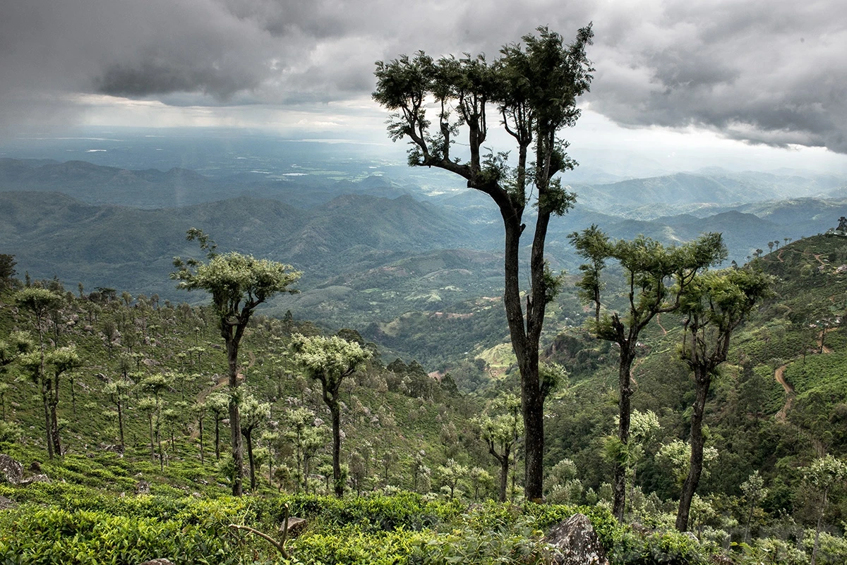 Tea plantation, Sri Lanka – photo by Reiner Boehme