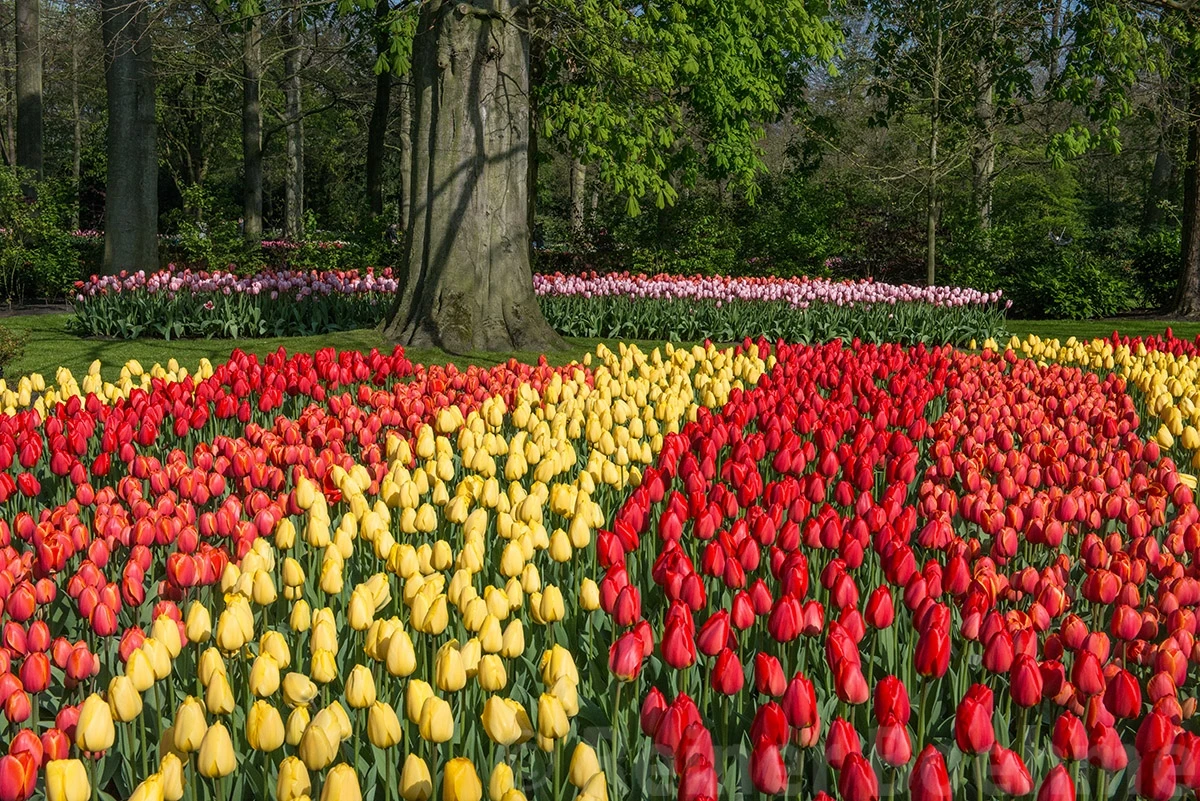 Tulips, Keukenhof – photo by Reiner Boehme