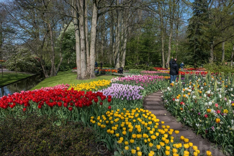 Tulips
