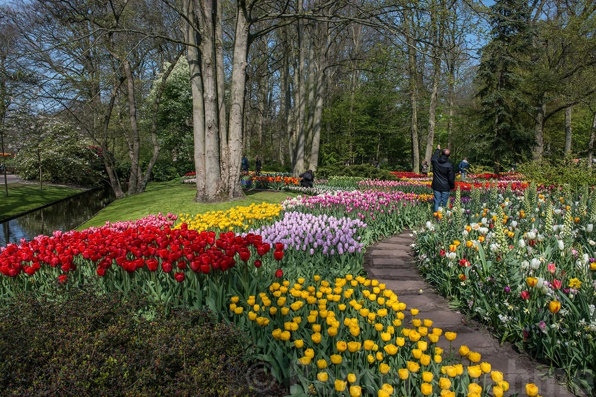Tulips, Keukenhof – photo by Reiner Boehme