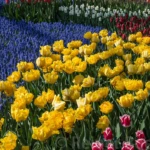 Colors
